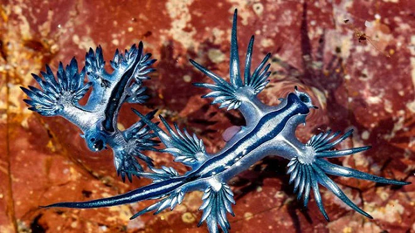 Chàng sinh viên hải dương học năm cuối này đã gọi những sinh vật này là "Biệt đội xanh". Trong đó đáng chú ý nhất là những con rồng xanh, còn được biết tới với tên chính thức là Glaucus marginatus - thường trôi nổi ở những vùng đại dương xa xôi theo những luồng gió Đông Bắc.