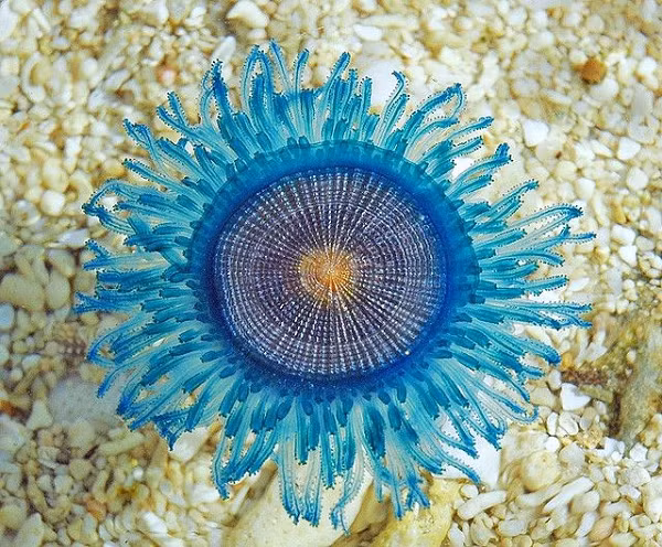 Trong khi đó, sứa nút xanh (Porpita porpita), cũng có độc, thường không gây đau nhưng có thể gây kích ứng da.