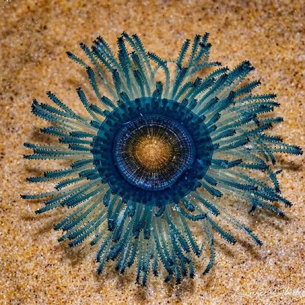 Chúng cũng sở hữu vẻ ngoài cùng màu sắc vô cùng đẹp và siêu thực.