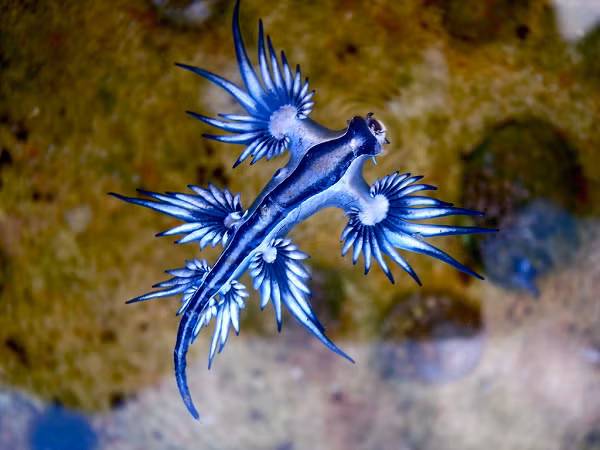Loại sên biển nhỏ có tên tiếng anh là Glaucus Atlanticus - hay nhiều người thường gọi là Blue Dragon (Rồng Xanh). Loài này chỉ lớn chừng 3cm và có thể tìm thấy tại các khu vực như Đại Tây Dương, Thái Bình Dương và Ấn Độ Dương.