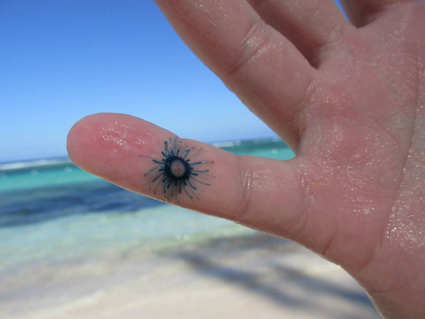 Chúng có các bộ phận cho phép cơ thể trôi nổi trên bề mặt nước và dễ dàng được đẩy đi bởi dòng nước và gió.