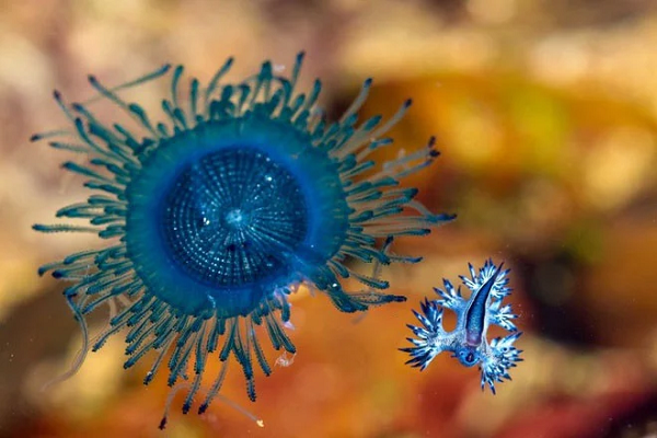 Ngoài rồng xanh, còn có sự xuất hiện của những sinh vật khác như sứa Bluebottle, sứa nút xanh (Porpita porpita).