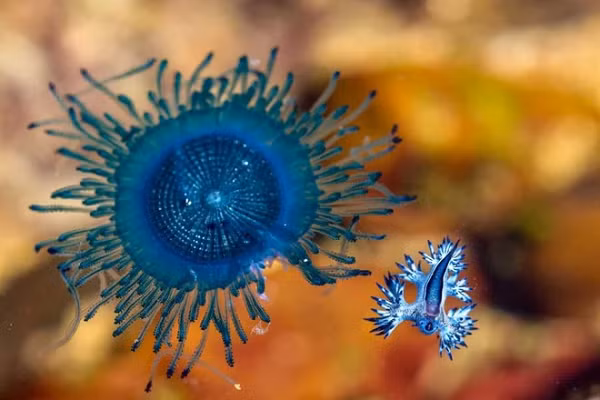 Ngoài rồng xanh, còn có sự xuất hiện của những sinh vật khác như sứa Bluebottle, sứa nút xanh (Porpita porpita).