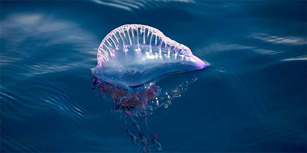 Trong "Biệt đội xanh", sứa Bluebottle có vẻ được nhiều người biết tới hơn cả.