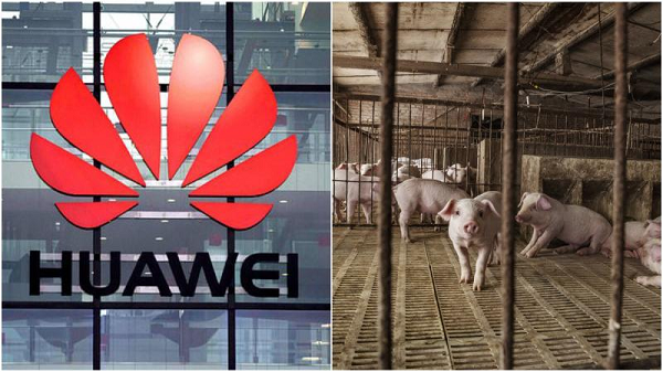 Nếu không có lệnh trừng phạt này, Huawei có thể trở thành nhà sản xuất smartphone hàng đầu thế giới vào năm 2020 khi nhiều lần vượt mặt Samsung và Apple.