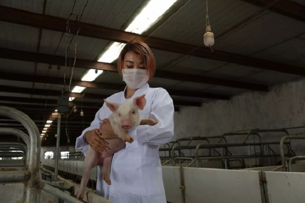 Đại diện của Huawei cho biết: “Chăn nuôi lợn là một ví dụ về cách chúng tôi hồi sinh một số ngành nghề truyền thống bằng công nghệ ICT (công nghệ thông tin và truyền thông), để tạo ra nhiều giá trị hơn cho các ngành nghề này trong kỷ nguyên 5G”.