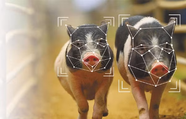 Trong hoàn cảnh hiện tại, Huawei đang phải tìm kiếm những nguồn thu nhập mới, từ những mảng kinh doanh hoàn toàn mới, ví dụ như chăn nuôi lợn.