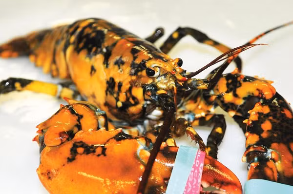 Tôm hùm calico hiếm gặp tới mức cơ may tìm được một cá thể sống chỉ vào khoảng 1/30 triệu, theo Viện Tôm hùm Đại học Maine.