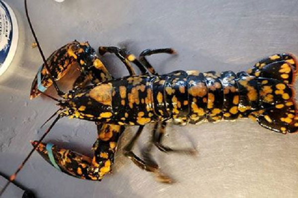 Hợp tác với Viện Nghiên cứu Vịnh Maine (GMRI), quản lý của siêu thị Hannaford ở China đã đích thân lái xe đưa con tôm calico quý hiếm tới Portland. Con tôm sẽ sống trong bể nước mặn của GMRI và tham gia các chương trình trưng bày và lớp học trực tuyến của viện này.