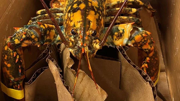 Con tôm hùm có thân màu sậm và lốm đốm vàng - được xác định thuộc loài tôm hùm calico vô cùng quý hiếm - xuất hiện trong lô hàng tại siêu thị Hannaford ở thị trấn China, thuộc quận Kennebec, bang Maine, Mỹ.