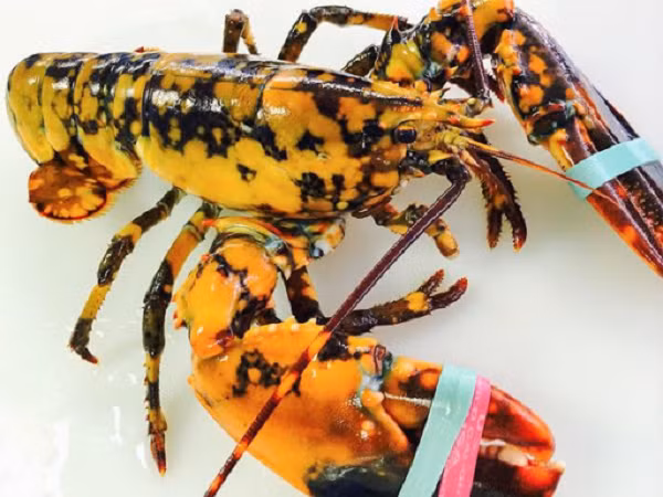 Tôm hùm calico thường khó sống sót trong đời sống hoang dã bởi màu sắc bắt mắt khiến chúng dễ bị săn mồi hoặc gặp nguy hiểm. Do đó, việc trả con tôm hùm về tự nhiên không phải là phương án tốt.