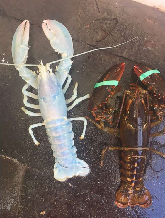 Thông thường, tôm hùm thường ngụy trang nhờ lớp vỏ màu tối để tránh kẻ thù tấn công. Việc một con tôm màu pha lê nổi bật sống sót 30 năm là điều phi thường.