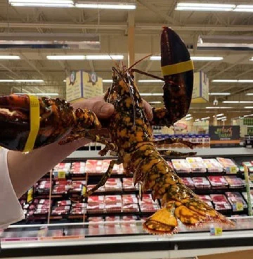 Một người phát ngôn của chuỗi siêu thị Hannaford cho biết bộ phận hải sản của siêu thị quyết định không bán con tôm có màu sắc nổi bật khác thường này.