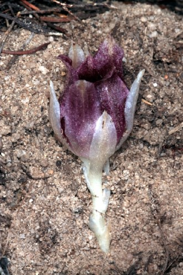 Nó thậm chí còn nở hoa trong lòng đất. Vào cuối tháng 5 đến đầu tháng 6, mỗi cây nở ra hơn 100 bông hoa từ màu kem đến màu đỏ và tỏa mùi thơm mạnh mẽ.