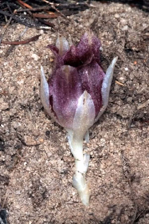 Nó thậm chí còn nở hoa trong lòng đất. Vào cuối tháng 5 đến đầu tháng 6, mỗi cây nở ra hơn 100 bông hoa từ màu kem đến màu đỏ và tỏa mùi thơm mạnh mẽ.