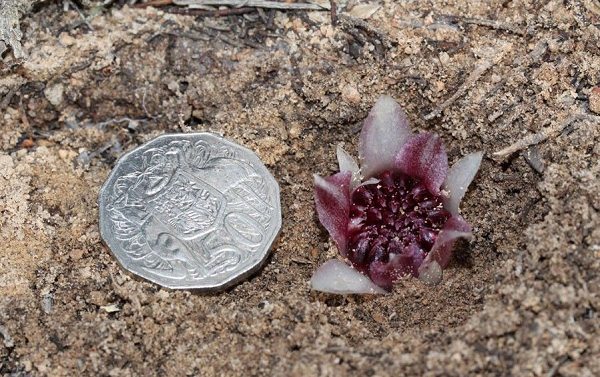 Nó chỉ sống ký sinh trên những bụi cây Broom ở phía tây Australia. Rhizanthella speciosa hút chất dinh dưỡng từ rễ của cây bụi nhờ việc liên kết với các loài nấm ký sinh.