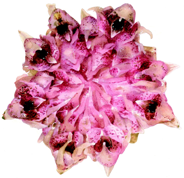 Đa phần loài lan thuộc nhóm Rhizanthella này thường dành cả đời dưới lòng đất. Thậm chí, nhiều khi hoa của chúng cũng nở trong lòng đất.