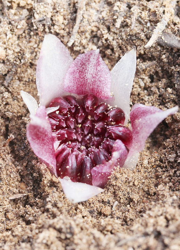 Rhizanthella speciosa nằm trong nhóm lan Rhizanthella chuyên sinh sống sát mặt đất, lần đầu được phát hiện năm 1928.