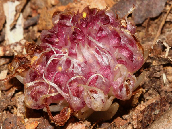 Elliott lập tức đánh dấu và tiến hành nghiên cứu. Sau 4 năm, các chuyên gia chính thức xác nhận Rhizanthella speciosa hoàn toàn mới và là một trong những loài lan hiếm nhất thế giới.