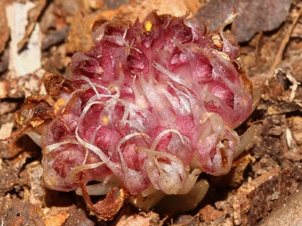 Elliott lập tức đánh dấu và tiến hành nghiên cứu. Sau 4 năm, các chuyên gia chính thức xác nhận Rhizanthella speciosa hoàn toàn mới và là một trong những loài lan hiếm nhất thế giới.