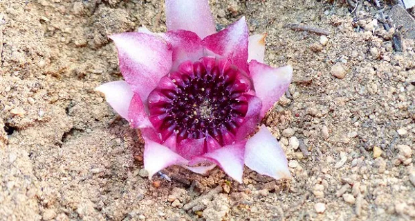 Vì thiếu chất diệp lục nên không thể tổng hợp năng lượng từ ánh sáng như hầu hết cây cối khác, lan Rhizanthella thường chọn sống ký sinh. Chúng hút chất dinh dưỡng từ rễ của cây bụi nhờ liên kết với nhiều loài nấm gần đó.