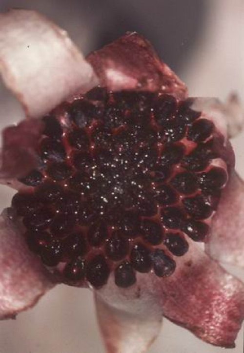 “Kết quả thật bất ngờ, chó giúp chúng tôi phát hiện những nơi khả năng cao có lan. Đến nay, chúng đã giúp tìm thấy gần 40 cây Rhizanthella speciosa”, Elliott nói.