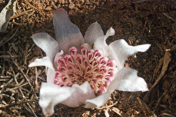 Với loài Rhizanthella speciosa, ước tính hiện tại chỉ có trên dưới 50 cây.