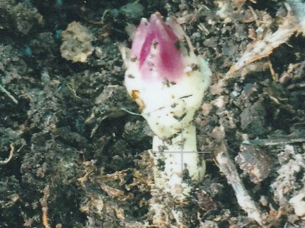 "Nó nằm dưới một đống lá khô. Ban đầu tôi không biết là gì, có phải nấm không? Nó rất nhỏ, màu trắng hồng, trông như bông hoa đã nở một nửa", bà Elliott nói.