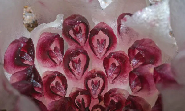 Để dễ tìm kiếm, nhóm của Elliott đã huấn luyện một số chú chó hỗ trợ đánh hơi hoa lan.