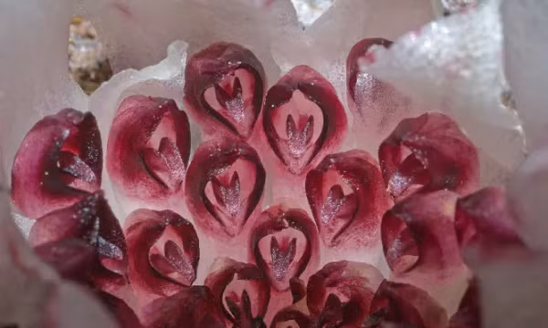 Để dễ tìm kiếm, nhóm của Elliott đã huấn luyện một số chú chó hỗ trợ đánh hơi hoa lan.