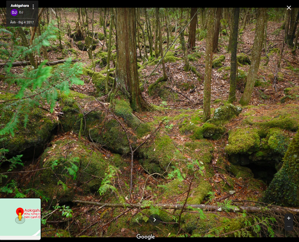 “Rừng tự sát” là tên gọi khác của khu rừng Aokigahara nằm trên hòn đảo Honshu, Nhật Bản. Cái tên này bắt nguồn từ việc có rất nhiều vụ tự tử được tìm thấy ở đây. Khu rừng được cho là nơi trú ngụ của những linh hồn ma quỷ.
