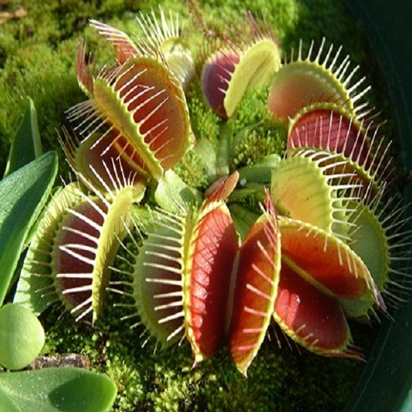 Trước đó, từ trường chỉ được phát hiện ở hai loài thực vật: một loại tảo đơn bào và một cây đậu, nhưng chúng được đo bằng từ kế SQUID, vốn cồng kềnh và cần được làm lạnh ở nhiệt độ cực thấp.