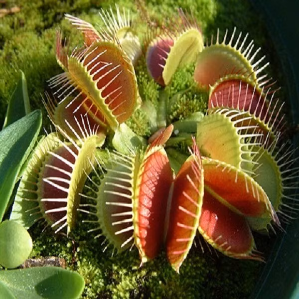 Trước đó, từ trường chỉ được phát hiện ở hai loài thực vật: một loại tảo đơn bào và một cây đậu, nhưng chúng được đo bằng từ kế SQUID, vốn cồng kềnh và cần được làm lạnh ở nhiệt độ cực thấp.