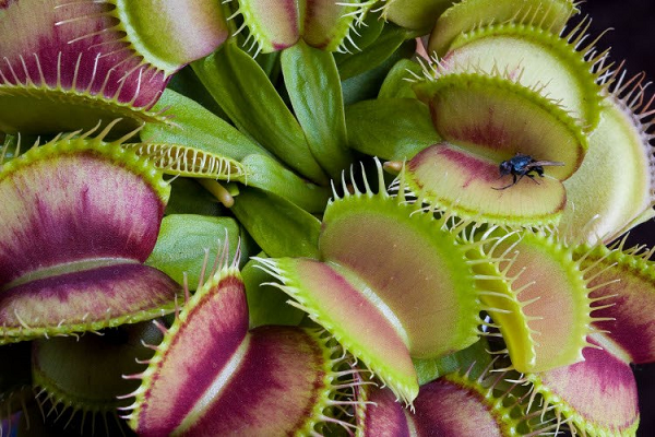 Khi các nhà khoa học thử nghiệm trên các cây này với các xung điện cơ học, họ thấy rằng chỉ cần tiếp xúc lần đầu thì cây bắt ruồi sẽ chuyển sang trạng thái “cảnh giác cao” – nhưng cũng chưa dẫn đến hành động cụ thể nào của những cây này cả.