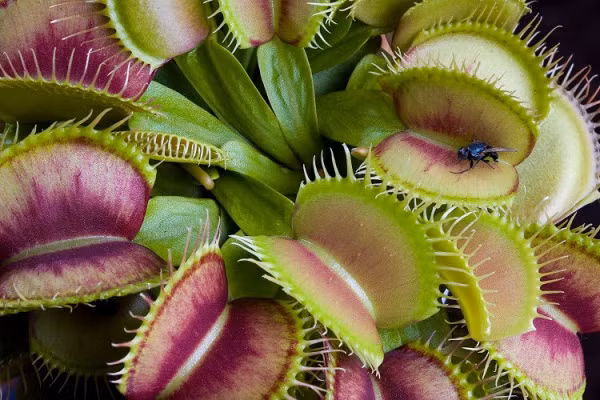 Khi các nhà khoa học thử nghiệm trên các cây này với các xung điện cơ học, họ thấy rằng chỉ cần tiếp xúc lần đầu thì cây bắt ruồi sẽ chuyển sang trạng thái “cảnh giác cao” – nhưng cũng chưa dẫn đến hành động cụ thể nào của những cây này cả.