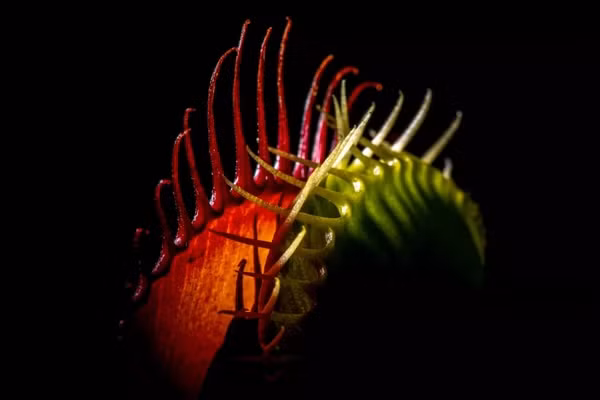 Điều này cho phép những cây này sử dụng vừa đủ năng lượng để bẫy thành công và tiêu hóa được con mồi: Một con côn trùng lớn hơn, hoạt động nhiều hơn sẽ gây ra được nhiều sự chú ý hơn là những con nhỏ yếu.