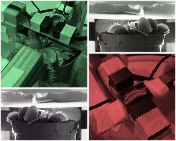 Trước đó, một nghiên cứu mới được công bố cây bắt ruồi Venus flytrap còn có thể biết… đếm?