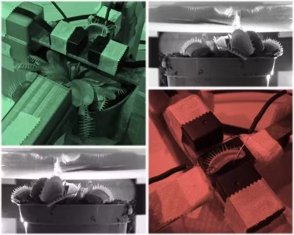 Trước đó, một nghiên cứu mới được công bố cây bắt ruồi Venus flytrap còn có thể biết… đếm?