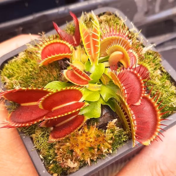 Tuy nhiên với lần tiếp xúc tiếp theo, chỉ trong một vài giây, bộ phận bẫy bắt đầu hơi đóng lại. Và nó chỉ sập lại hoàn toàn sau nhiều lần va chạm nữa, và tới lần thứ năm thì enzym tiêu hóa bắt đầu tiết ra. Sau đó, càng nhiều lần va chạm, thì enzym tiêu hóa tiết ra càng nhiều.