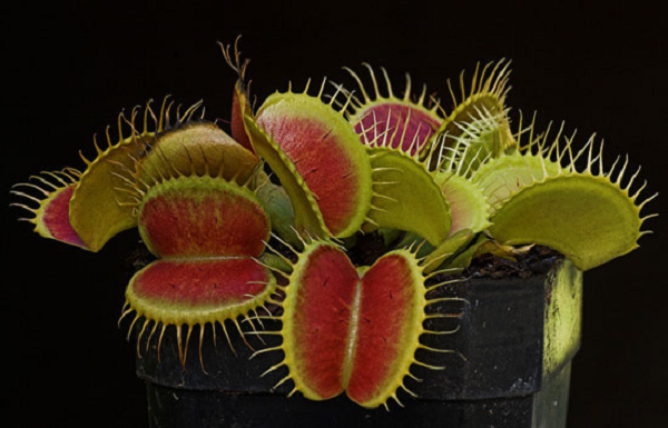 “Loài cây ăn thịt Dionaea muscipula, còn có tên là Venus flytrap, có thể đếm được bao nhiều lần bộ phận bẫy của nó đã tiếp xúc với côn trùng để từ đó có thể bắt và ăn thịt con mồi xấu số,” tác giả của nghiên cứu này – Rainer Hedrich của Đại Học Würzburg – đã nói trong công bố của mình.