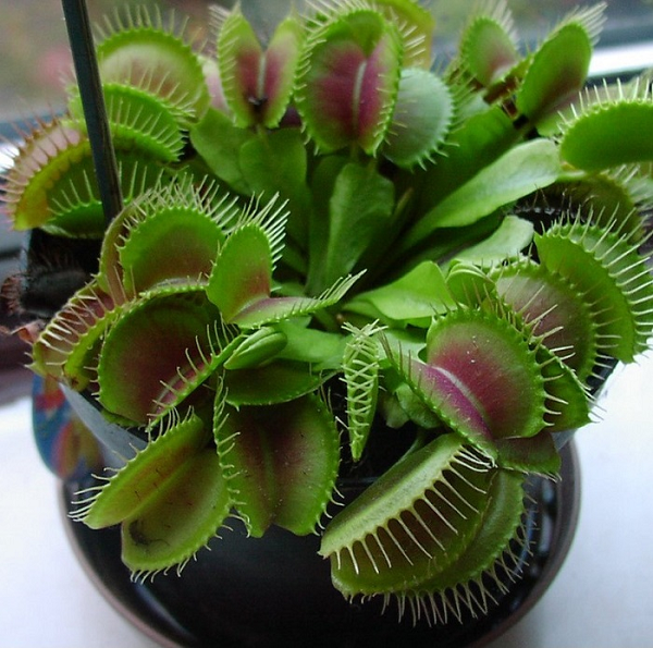 Sau khi nghiên cứu, người ta phát hiện ra rằng khi được kích thích, cây bắt ruồi Venus đã tạo ra một từ trường có cường độ lên tới 0,5 picotesla, tương đương với mức độ tạo từ trường ra bởi các xung thần kinh ở động vật.