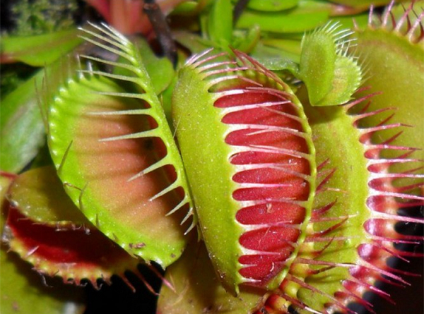 Thay vì phục vụ một chức năng cho cây, từ trường này có thể là một sản phẩm phụ của năng lượng điện chạy qua lá của cây. Đây là một trong những trường hợp đầu tiên mà từ trường được phát hiện ở thực vật.