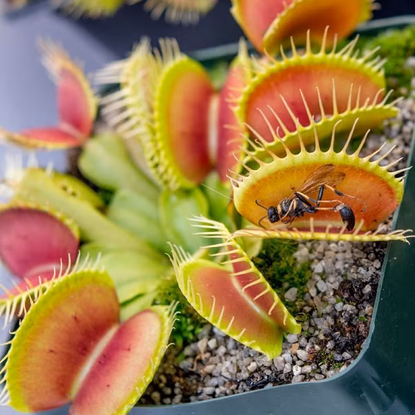 Thực vật không có não bộ, nên cây bắt ruồi Venus cũng không thực sự làm cái việc mà ta gọi là “đếm”, ít nhất theo cách nghĩ thông thường. Nhưng theo nghiên cứu mới này, loài cây này bằng một cách nào đó đã có thể theo dõi số lần nó bị tiếp xúc, khiến cho nó có thể phản ứng một cách phù hợp với con mồi của mình.