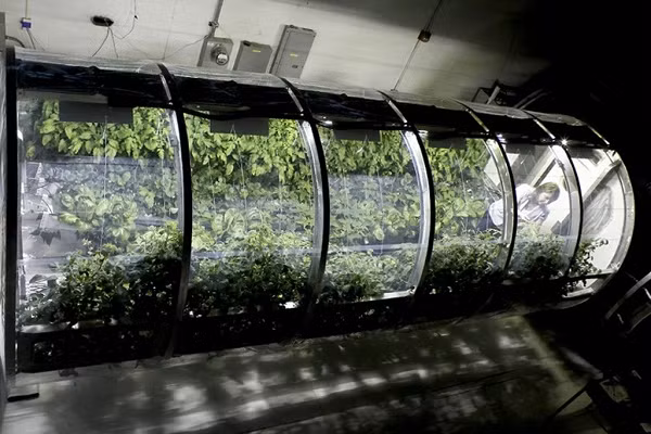 Khoa Nông nghiệp Đại học Arizona phối hợp cùng các nhà khoa học tại NASA xây dựng nhà kính bơm hơi cho việc trồng trọt ngoài không gian. Với diện tích 548 x 213 cm, căn nhà lưu động này có khả năng tái tạo nước, không khí, tái chế chất thải và tự quang hợp. Dự án được kỳ vọng cung cấp đầy đủ lương thực, nước và oxi cho phi hành gia khi sinh sống ở Mặt Trăng hay Hỏa tinh.