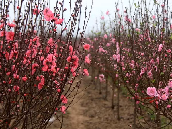 Ngược lại, để hoa nở chậm hơn thì với đào cành bạn khía nhẹ một vòng quanh thân cách gốc 10-15cm để hạn chế chất dinh dưỡng từ thân lên nuôi hoa, dùng nước lạnh để cắm hoa.