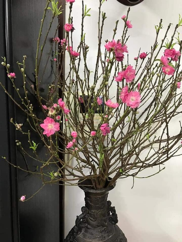 Đối với đào cây trồng chậu thì nên tưới thường xuyên bằng nước sạch nhưng không cần ẩm ướt quá, đào ưa khô nên nếu bạn tưới nhiều gốc đào sẽ úng và thối rễ, cây nhanh hỏng.