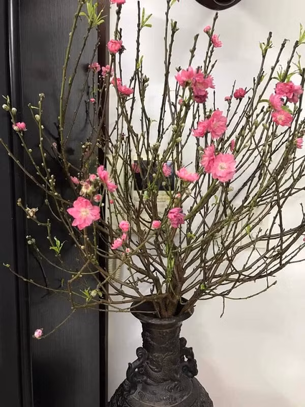 Đối với đào cây trồng chậu thì nên tưới thường xuyên bằng nước sạch nhưng không cần ẩm ướt quá, đào ưa khô nên nếu bạn tưới nhiều gốc đào sẽ úng và thối rễ, cây nhanh hỏng.