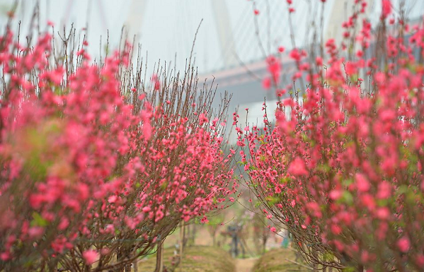 Nếu đầu năm mà chứng kiến hoa héo, nhiều người sẽ nghĩ đến những điều không may.