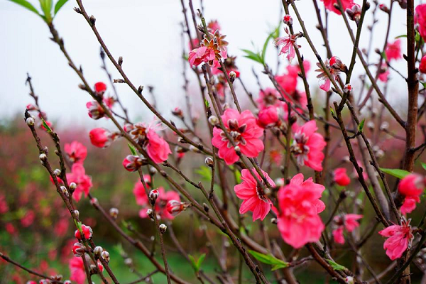 Với đào cây trồng chậu bạn rải sỏi lên lớp đất trong chậu có tác dụng làm mát gốc cây, để đào ra ban công thoáng mát sẽ có tác dụng làm hoa nở chậm lại.