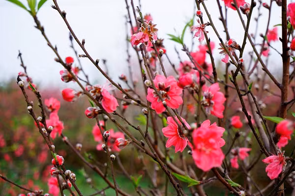 Với đào cây trồng chậu bạn rải sỏi lên lớp đất trong chậu có tác dụng làm mát gốc cây, để đào ra ban công thoáng mát sẽ có tác dụng làm hoa nở chậm lại.